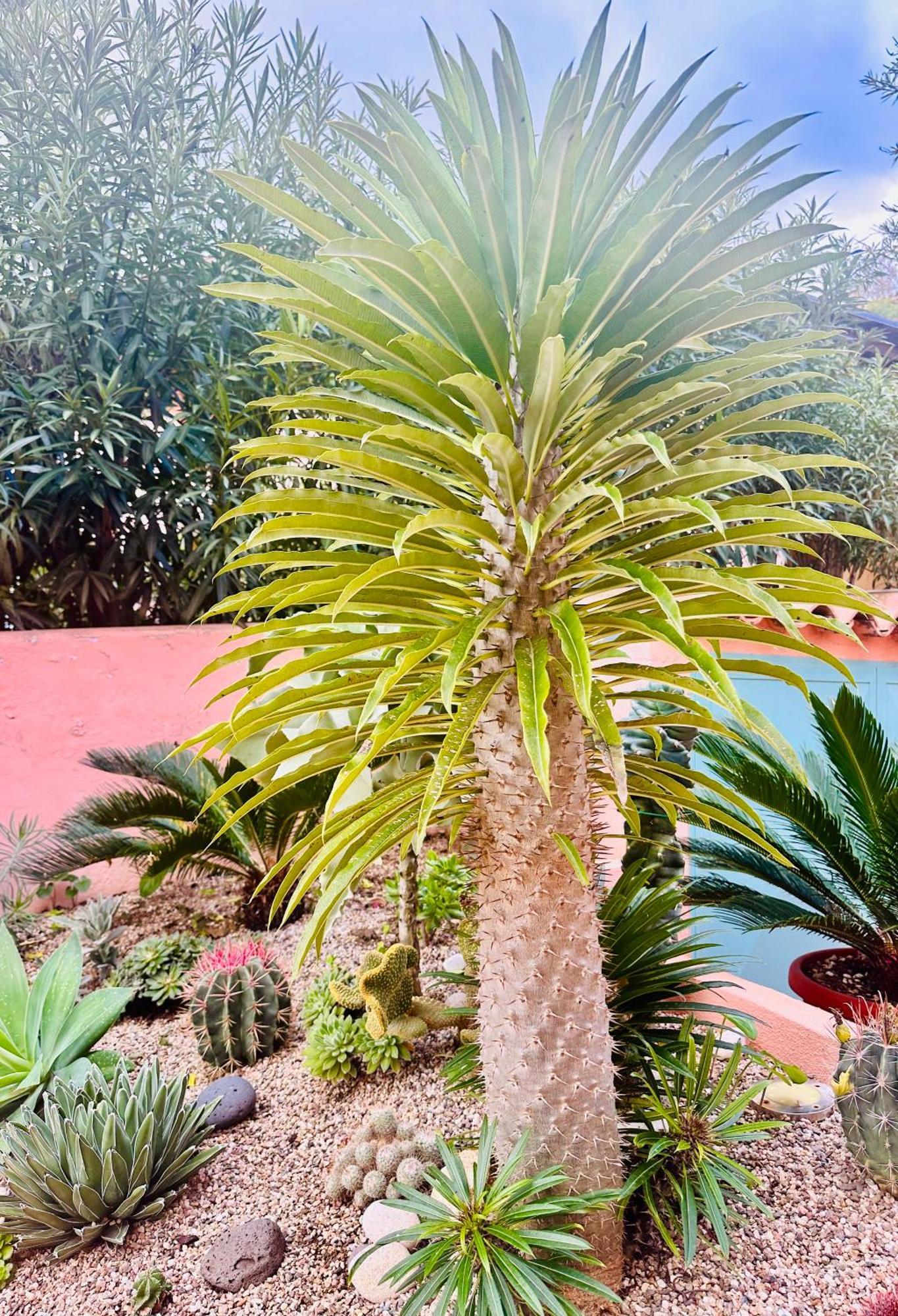 Il Giardino Davanti Al Mare Орозеи Екстериор снимка